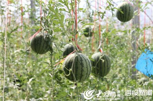 吃瓜爆料入口51cg吃瓜视频,揭秘娱乐圈幕后风云
