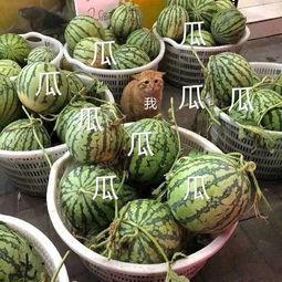 吃瓜娱乐头像高清,高清吃瓜娱乐头像，带你领略潮流风采  第2张